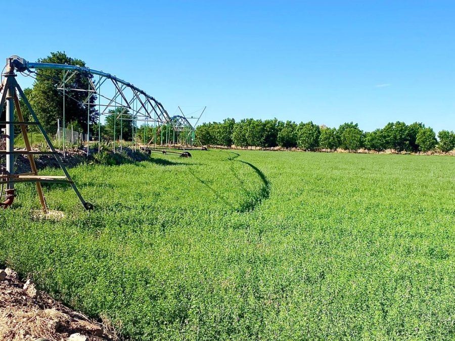 12 Bedroom Property for Sale in Douglas Rural Northern Cape